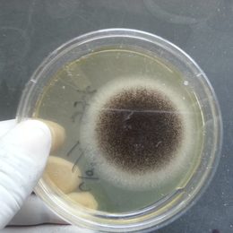 Photograph: Aspergillus niger colony on Sabouraud dextrose agar, with a black granular surface