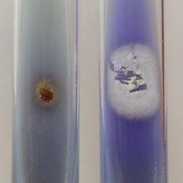 Photograph: culture plate comparing Trichophyton rubrum and Trichophyton mentagrophytes on bromocresol purple agar after ten days