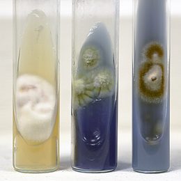 Photograph: colony of Trichophyton rubrum grown on Sabouraud dextrose agar, isolated from a toenail